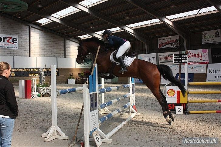 Dansk Varmblod Nørremøllehøjs Ali SOLGT - Til stævne i Fredericia billede 13