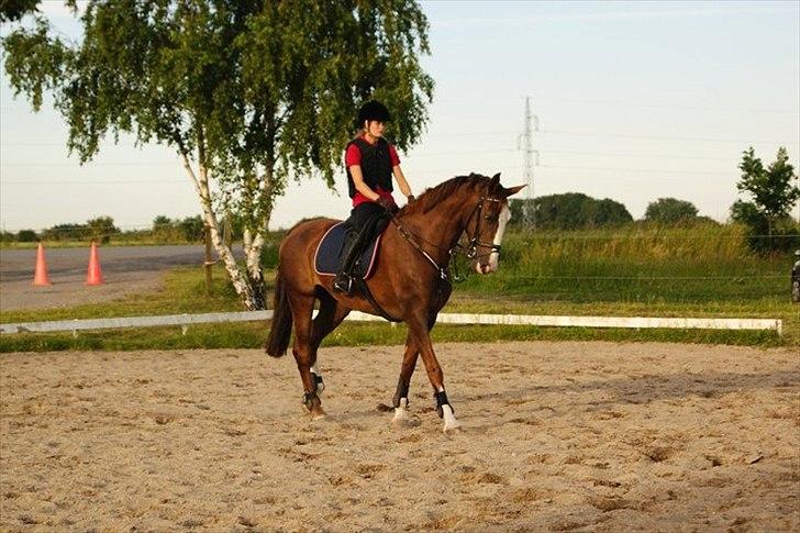 Hollandsk Varmblod WERONICA billede 6