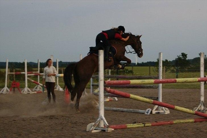 Hollandsk Varmblod WERONICA billede 7