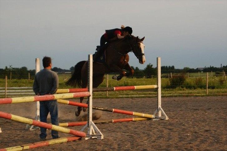 Hollandsk Varmblod WERONICA billede 8