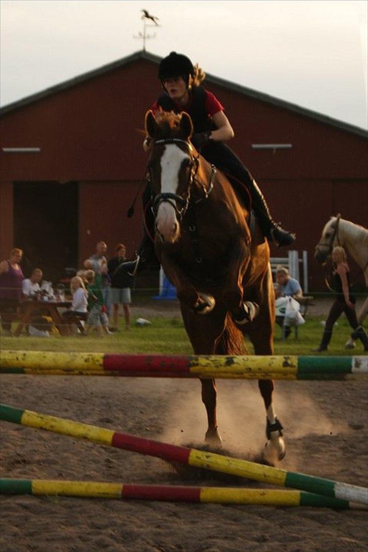 Hollandsk Varmblod WERONICA billede 9