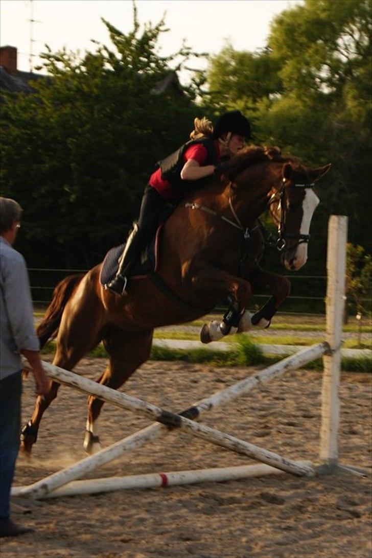 Hollandsk Varmblod WERONICA billede 10