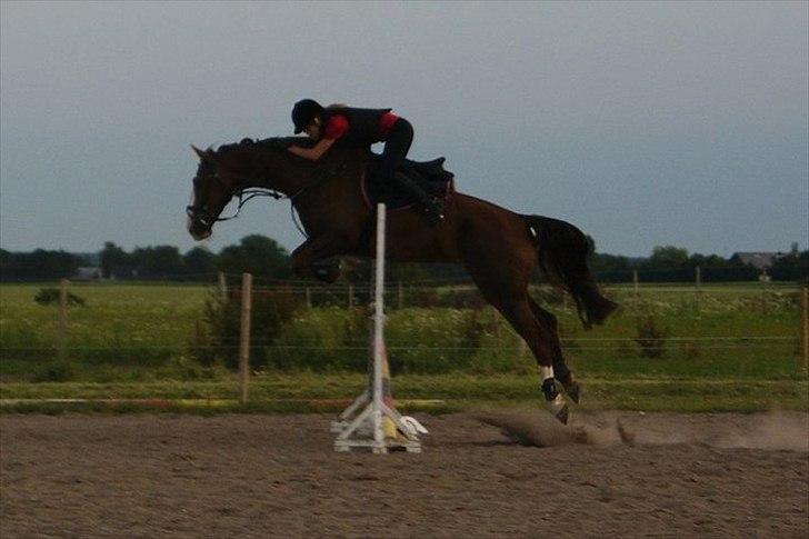 Hollandsk Varmblod WERONICA billede 11