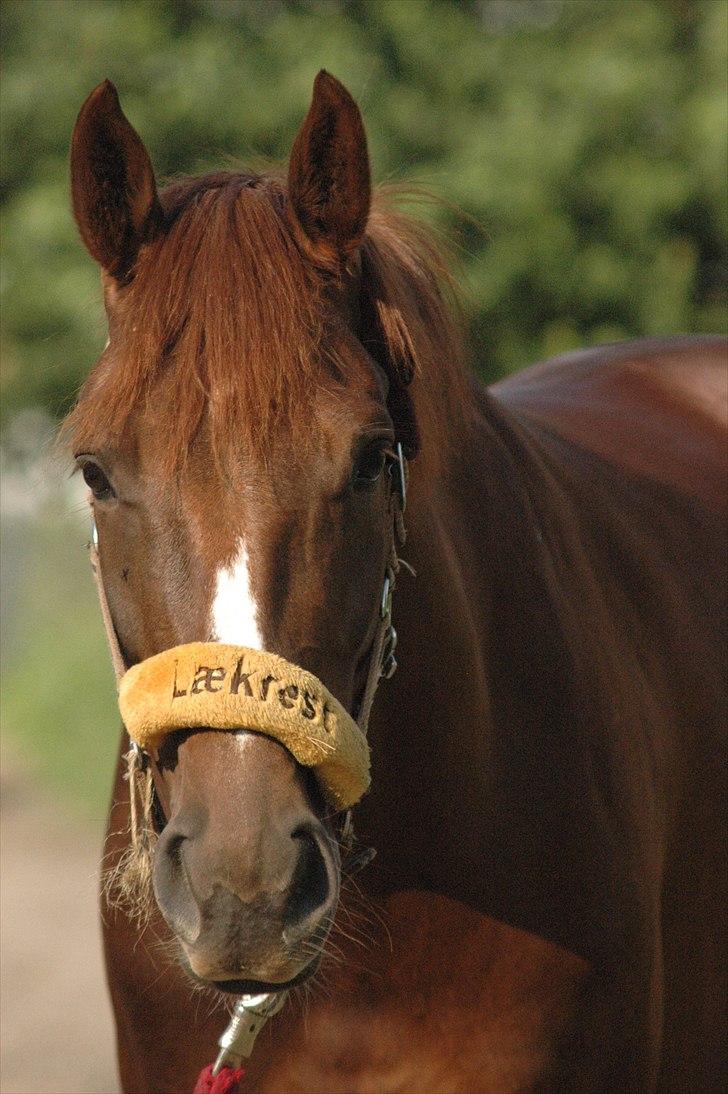 Dansk Varmblod Appassionata - Juli 2011 *Foto: Mig* billede 2