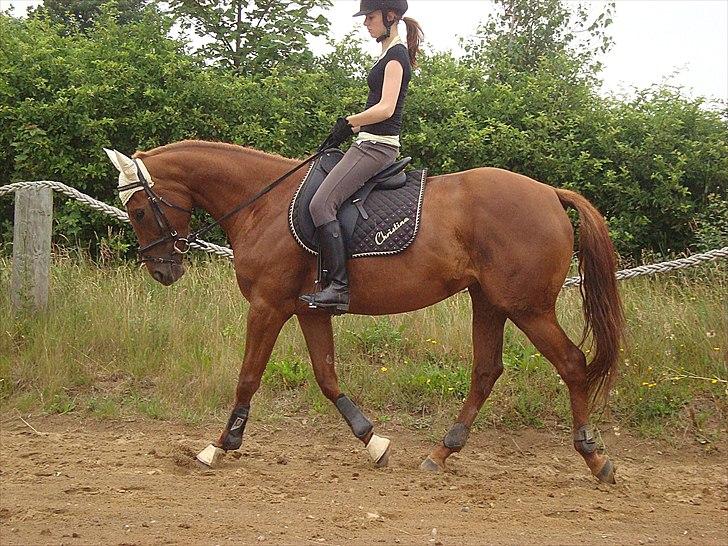 Fuldblod (XX) Tarika Pigen  ** SOLGT** - 
billedet taget den 2/7-11 billede 16