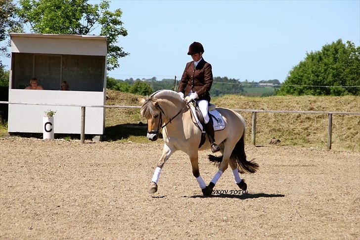 Fjordhest Birkens Morel billede 10