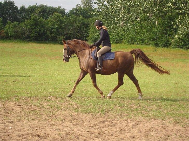 Arabisk fuldblod (OX) Flamann <3 R.I.P 12.12.17 - 1.juli 2011 - Ved jeg sidder dårligt! men det er over ½ år siden jeg sidst sad på ham, så blev ved med at glide bagud uanset om jeg havde bøjler på eller ej.. xD billede 4