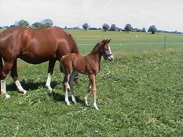 Dansk Varmblod Svanegårdens Florencia - Flora som føl er hun ikke bare sød?<3 billede 2