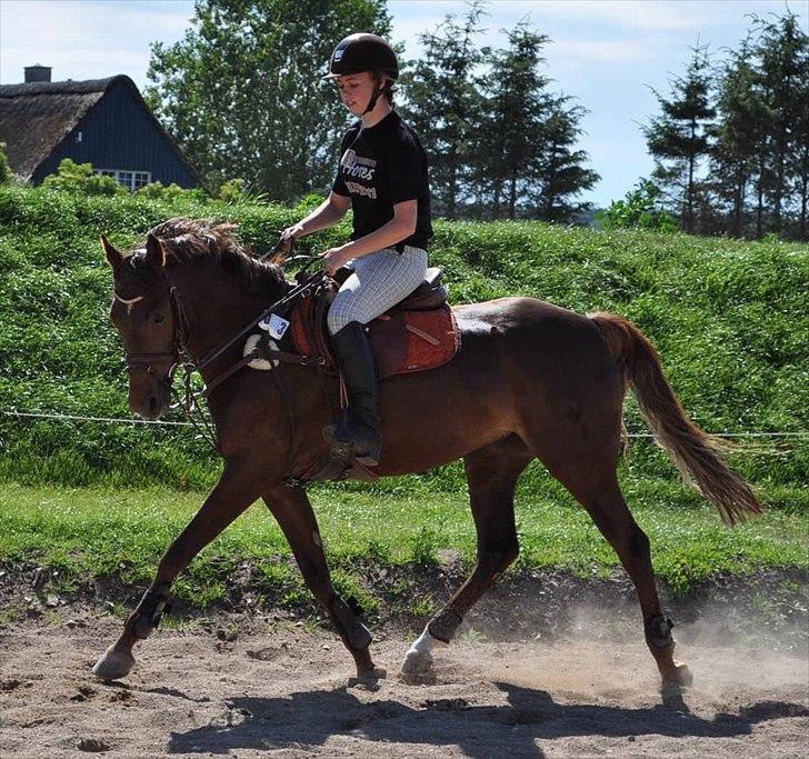 Tysk Sportspony Lindenbooms Patrizia(Amy) - MBennetsen Horses ridelejr 2011 :D
Amy :*<3 billede 16
