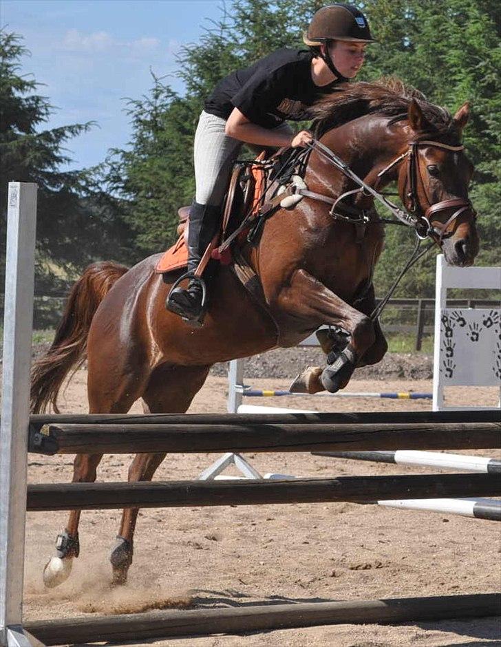 Tysk Sportspony Lindenbooms Patrizia(Amy) - Du er en stjerne fooooooor miiiiig!!!!!!!<3 billede 5