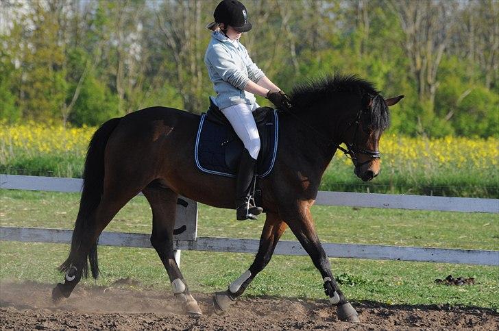 Anden særlig race FLICKA billede 14