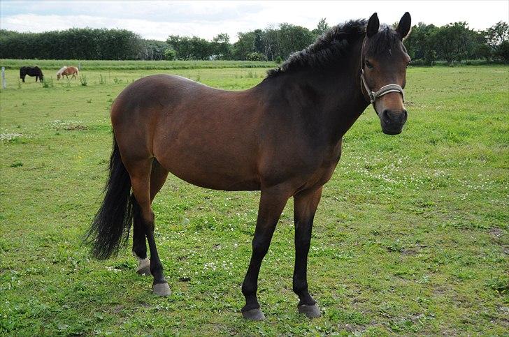 Anden særlig race FLICKA - Smukke Flicka på fold efter stævne med krøller i man billede 16