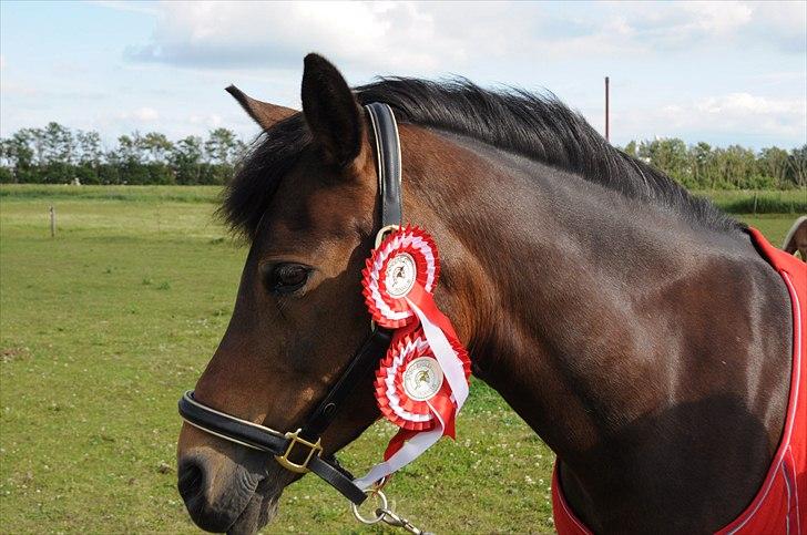 Anden særlig race FLICKA - Flickas smukke hoved billede 17