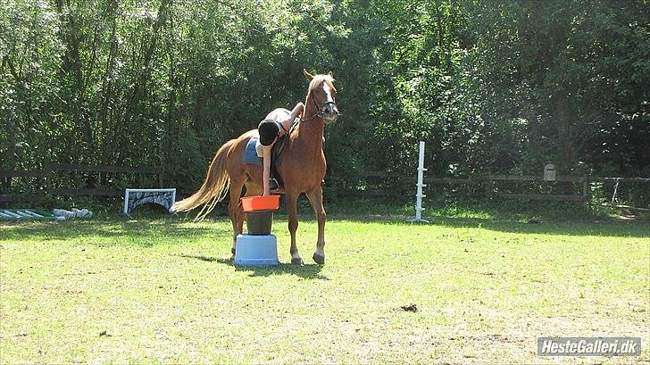 DSP Robin - Smukke Robin til ponygames på ridelejren!<3 billede 10