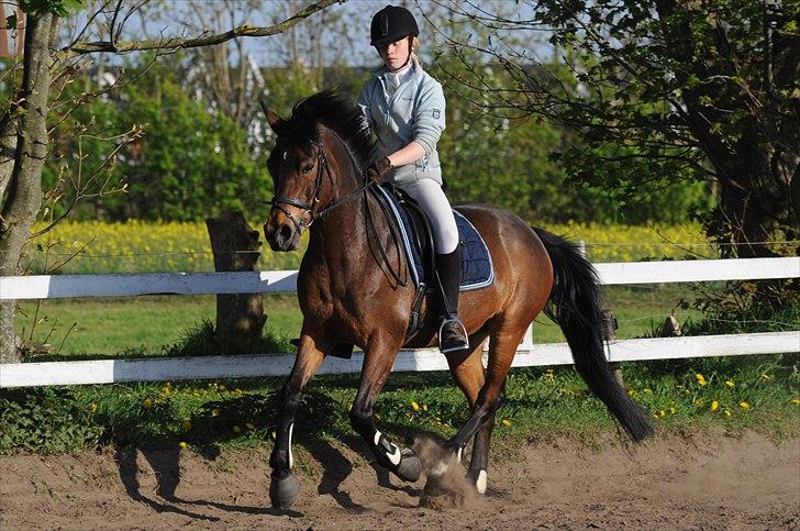 Anden særlig race FLICKA billede 18