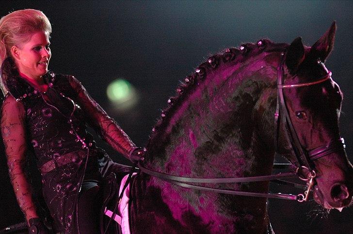 Tysk Oldenburger Sandro King billede 3