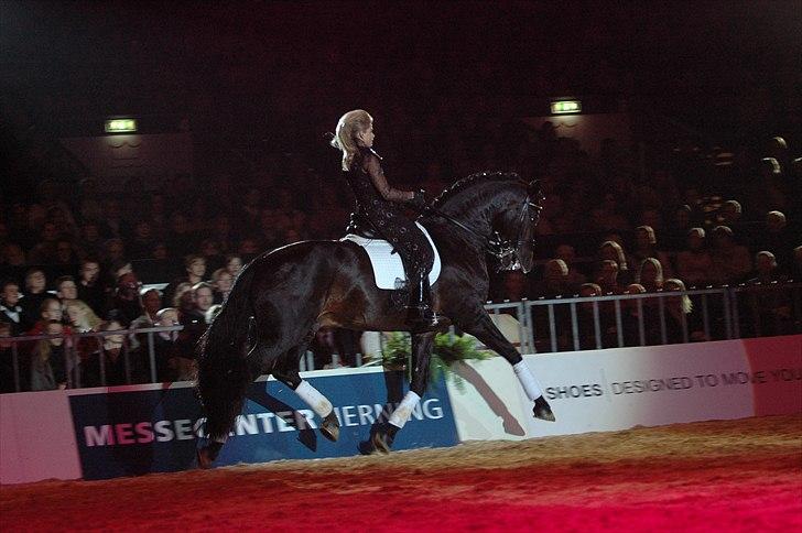 Tysk Oldenburger Sandro King billede 4