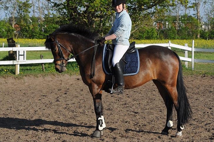 Anden særlig race FLICKA billede 20