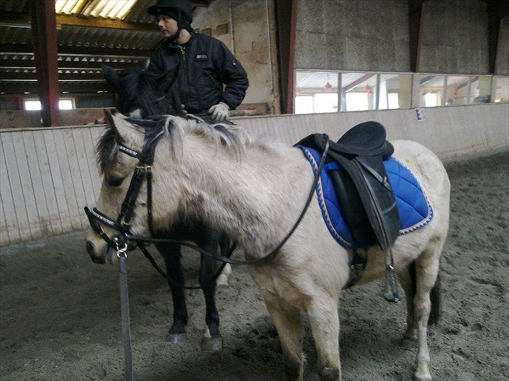 Anden særlig race Mister Surprice ( Solgt) billede 17