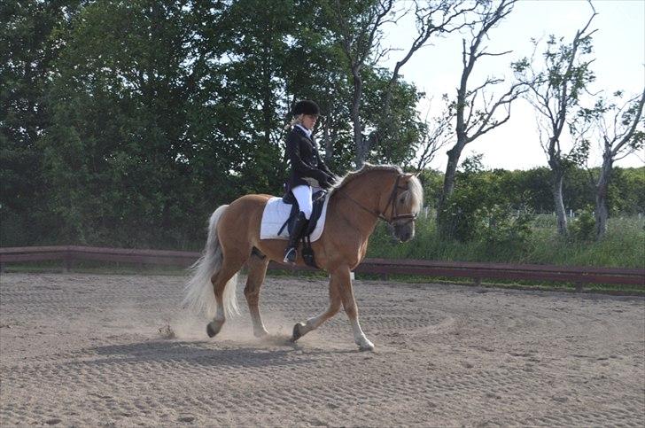 Haflinger Almbue D - super godt billede :)<33 billede 15