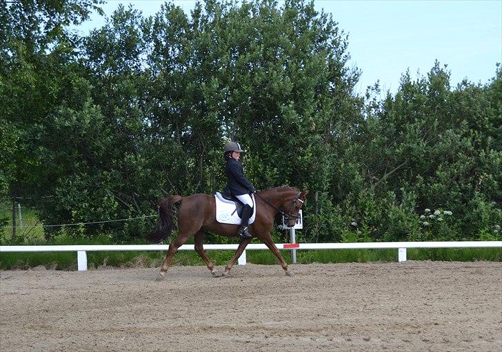 Anden særlig race Nagengaard´s Cesare A-pony <3 -Rides af min søster - LB debut på Cesare<3 63% billede 7