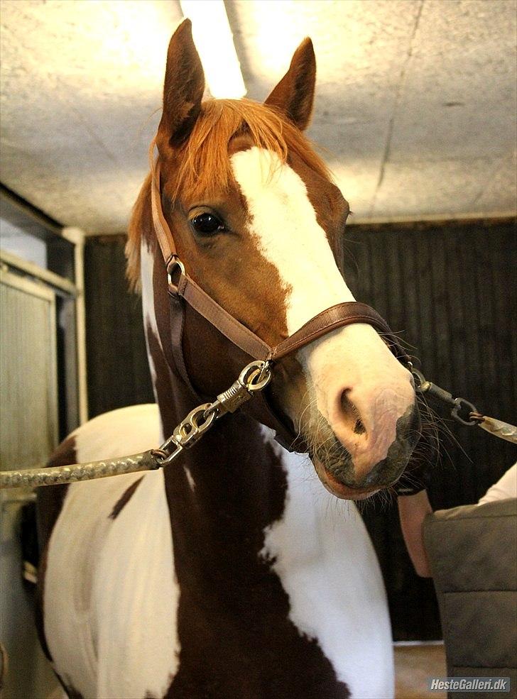 Anden særlig race Tai San Indiana - Velkommen til Indis profil ;D
Af Rikke Laybourn :)
 billede 4