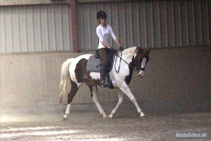 Anden særlig race Tai San Indiana - 3 gang jeg rider hende og første gang i det ridehus :)
Af Rikke Laybourn :)  billede 5