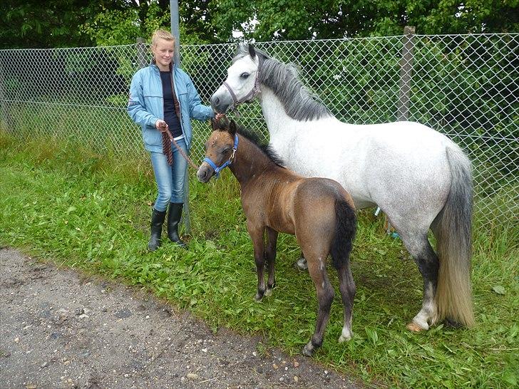 Welsh Mountain (sec A) Villersøes Bella Rosa(LANDSSKUETS BEDSTE FØL 2011) billede 3