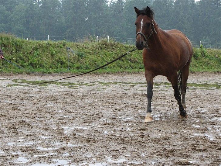 Anden særlig race Prinz  - ( kan vi ik snart lave noget andet ) billede 2