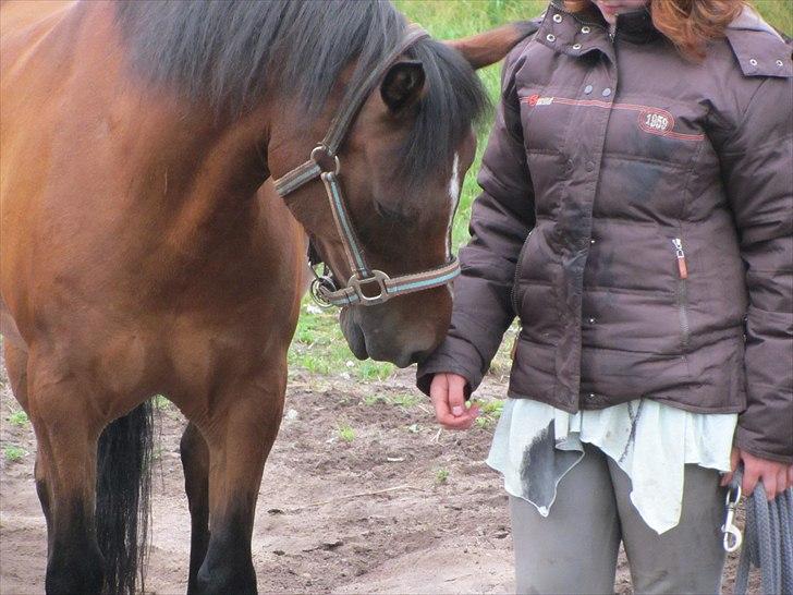 Anden særlig race Prinz  -     HORSE IN HARMONY billede 4