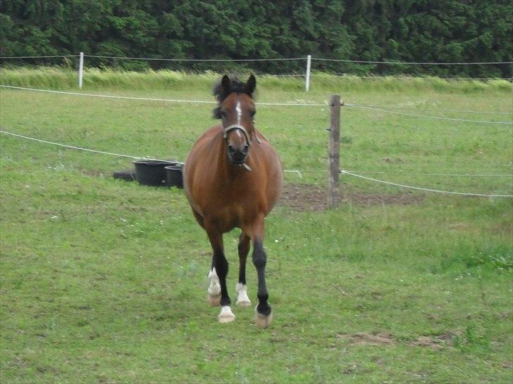 Anden særlig race Prinz  -             HER KOMMER JEG SOMMERTRUMLEN billede 8