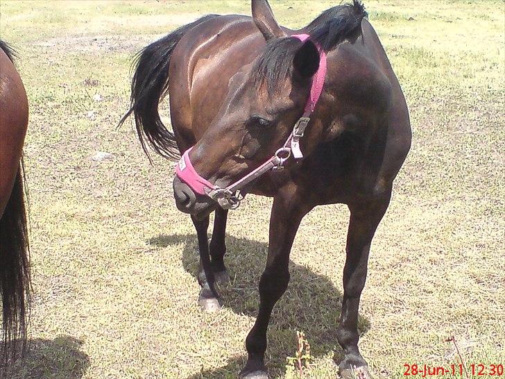 Traver Nikita ås billede 2