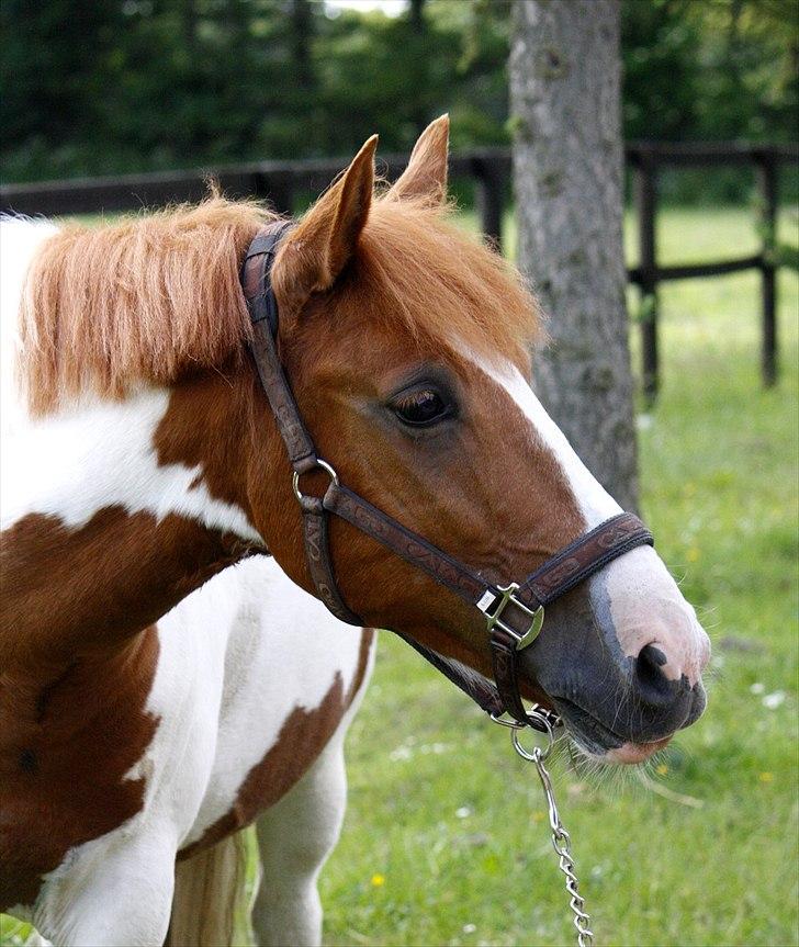 Pinto Lindholms Toniquie billede 4