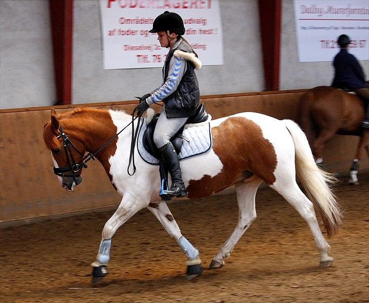 Pinto Lindholms Toniquie billede 19