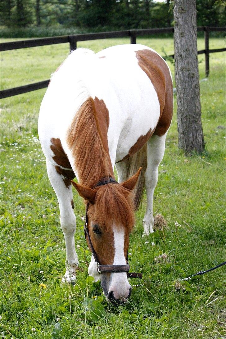 Pinto Lindholms Toniquie billede 5