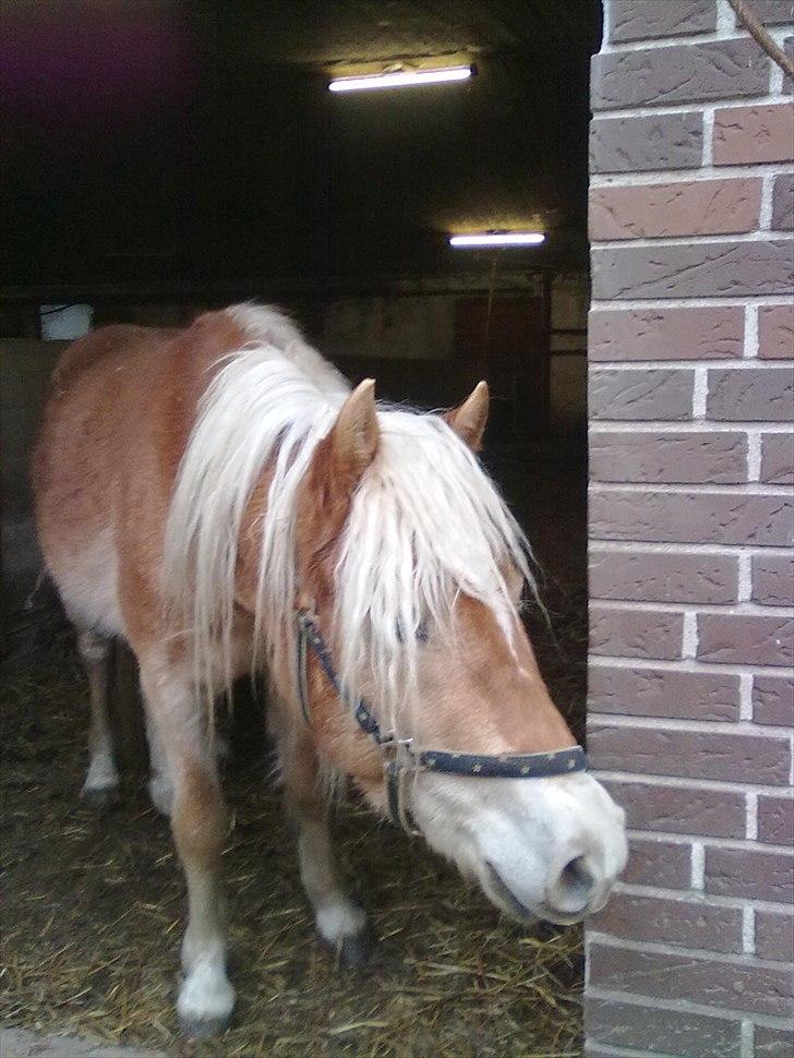 Haflinger Jack billede 1