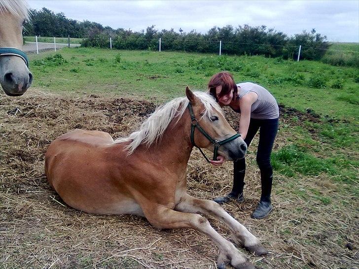 Haflinger Jack billede 2