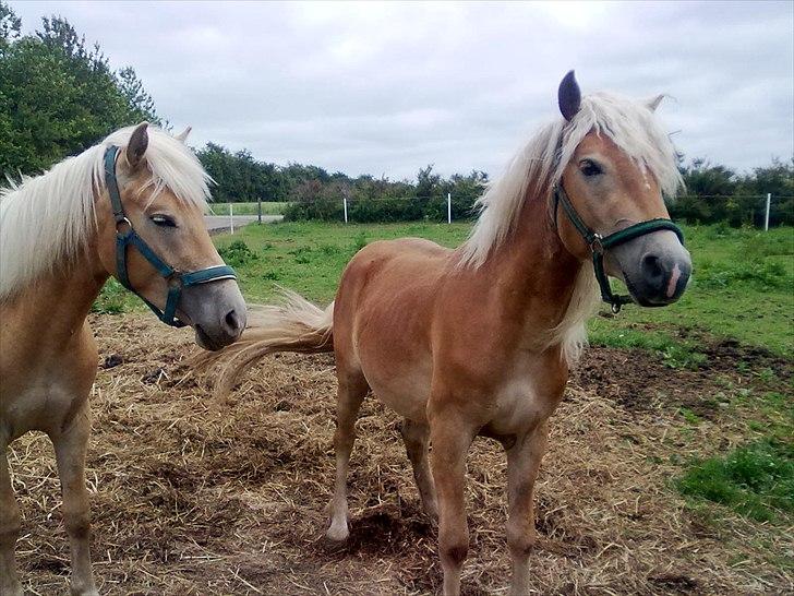 Haflinger Jack billede 3