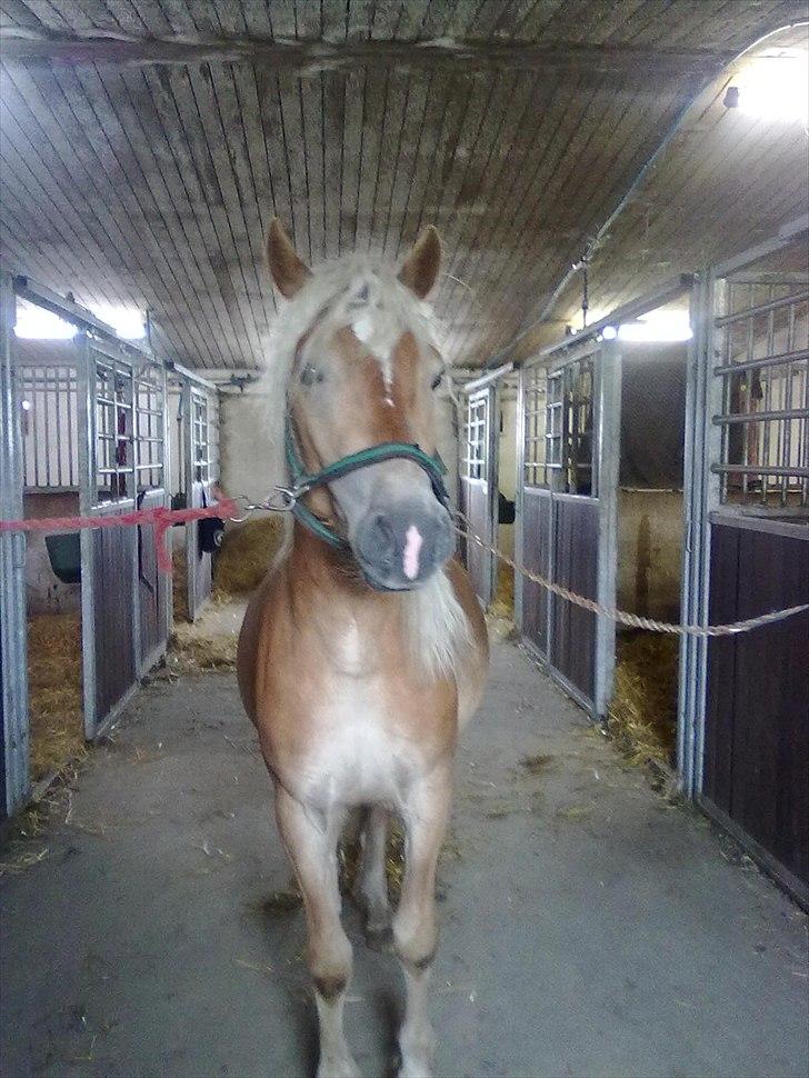 Haflinger Jack billede 4