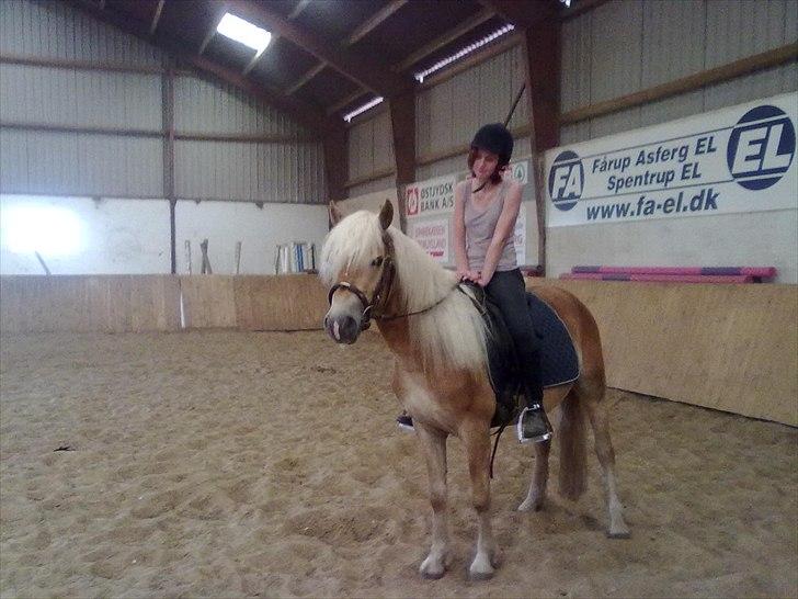 Haflinger Jack billede 6