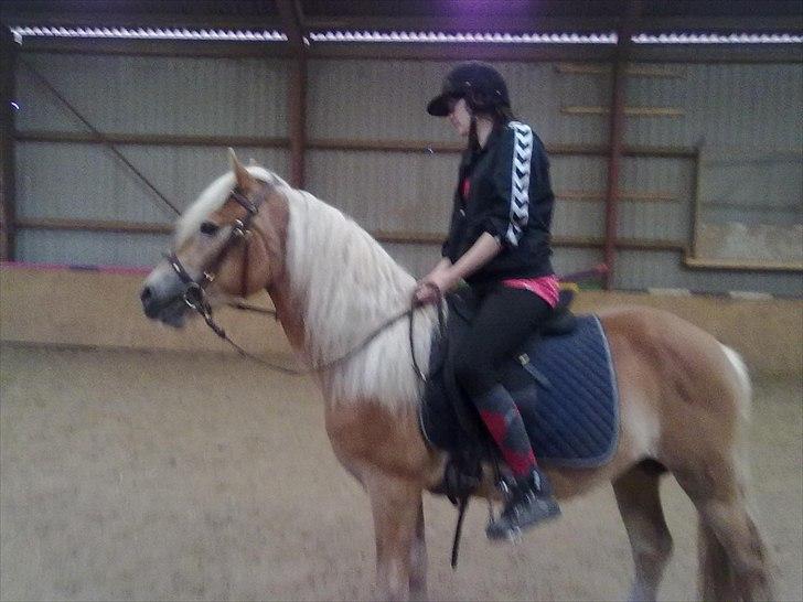 Haflinger Jack billede 7