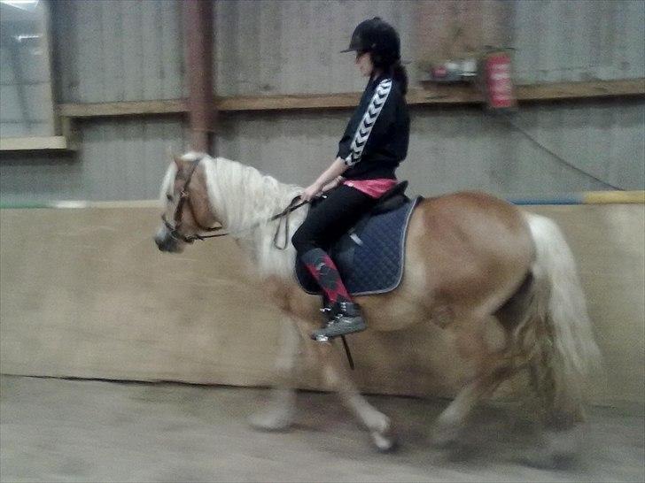 Haflinger Jack billede 8