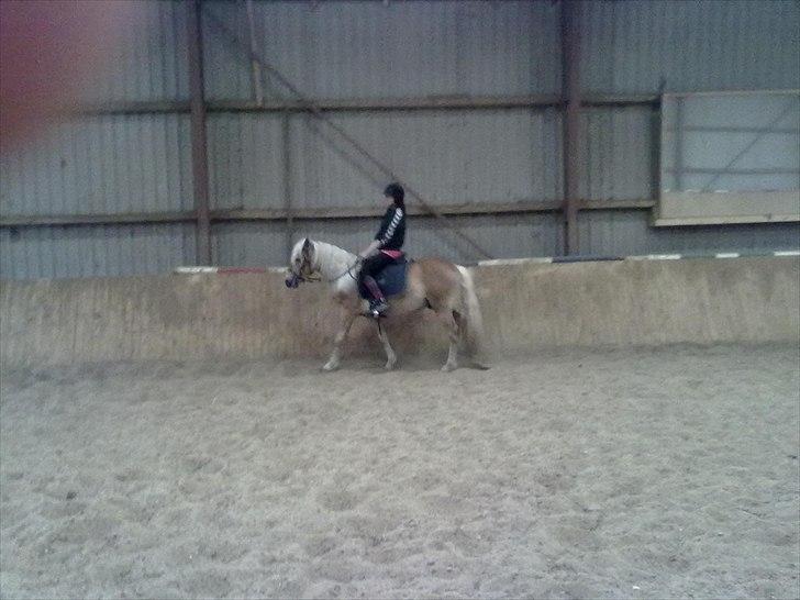 Haflinger Jack billede 9