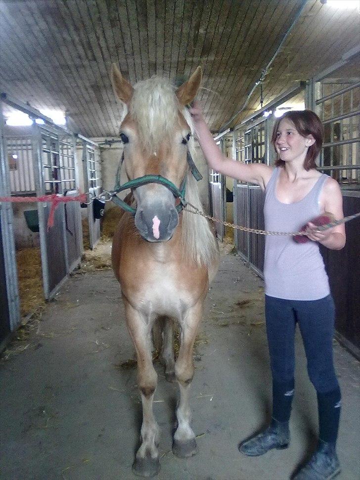 Haflinger Jack billede 5