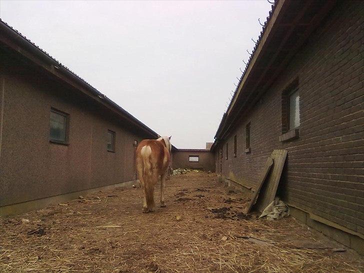 Haflinger Jack billede 10