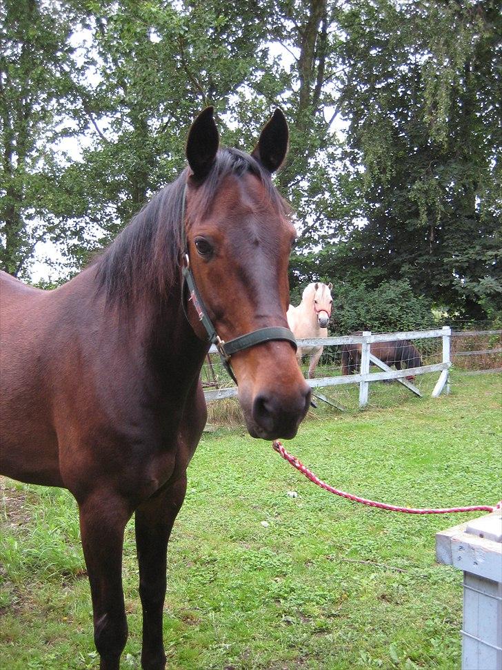 Traver Kentucky Place billede 11