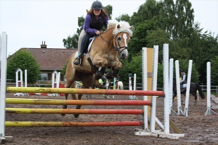 Haflinger Medusa - Velkommen til medusas profil lig gerne en kommentar og en bødømmelse billede 6