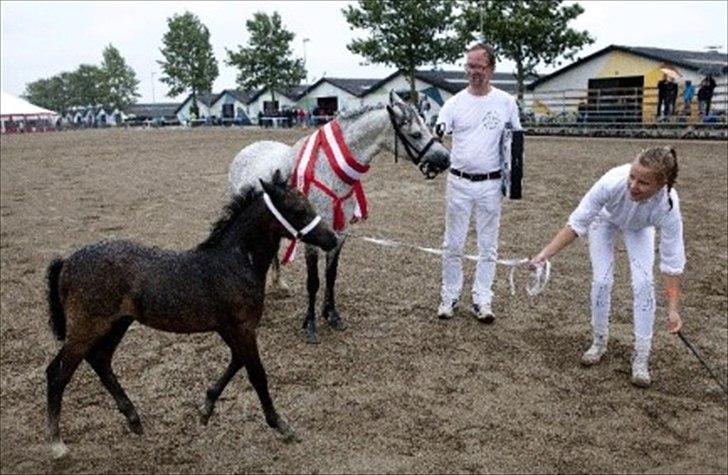 Welsh Mountain (sec A) Villersøes Bella Rosa(LANDSSKUETS BEDSTE FØL 2011) billede 4