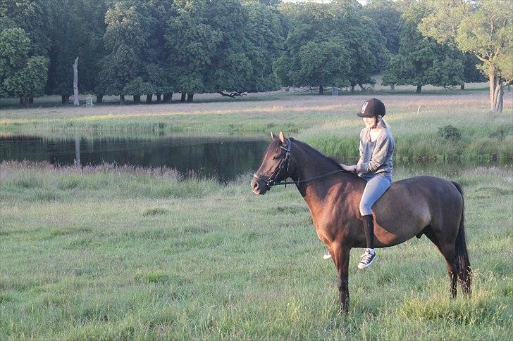 Hollandsk Sportspony Stuntman - Astrid og Stunii :) Så fiine. Foto: Stine billede 7