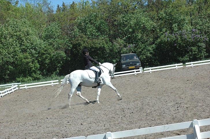 Tysk Sportspony Freja *SOLGT* :'( - Super, super, super pony<3
(Kragelund 2011) billede 5